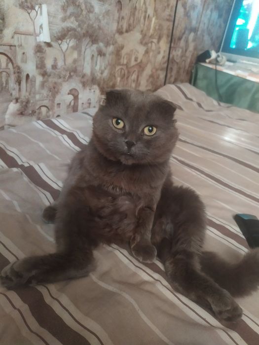 Шукаємо наречену,кішечку для хлопчика