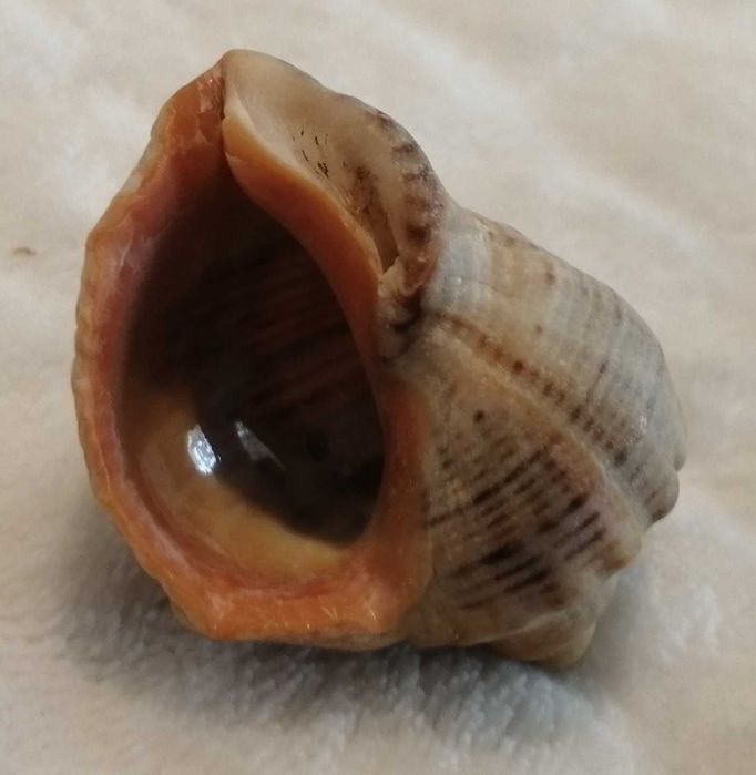 Muszla 4,2cm, 64 (Kreatywne)