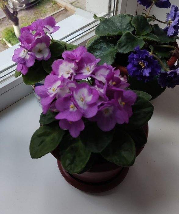 Фиалки молодые кустики