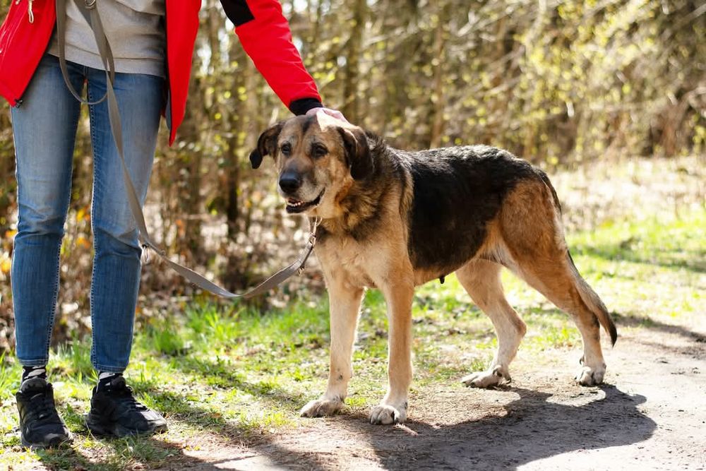 Endira - duża sunia o anielskim charakterze