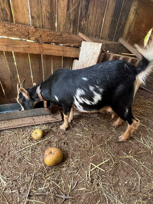 Conjunto de 3 cabras anãs, duas crias (machos) e a mãe destes