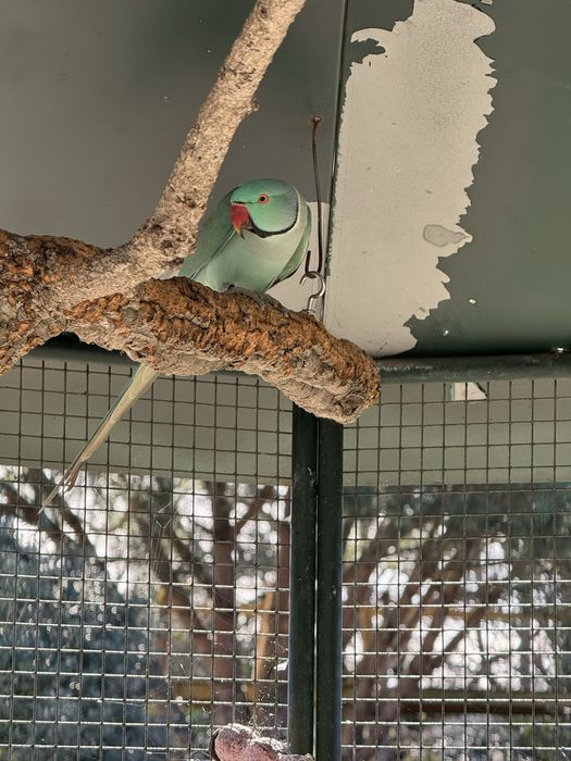 Ring necks Violetas cc opalino esmeralda