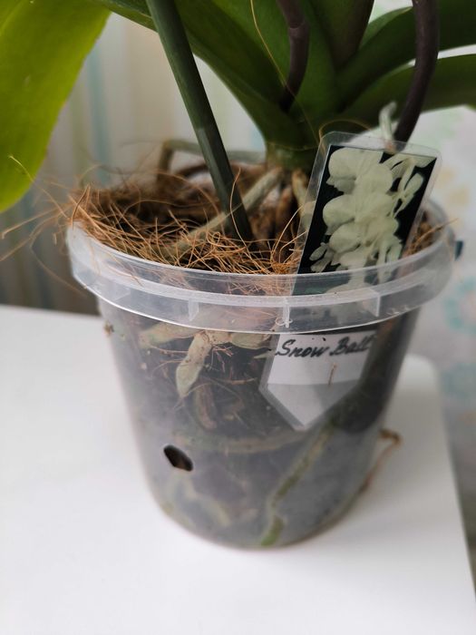 Квітуча орхідея фаленопсис домашня Snow Ball