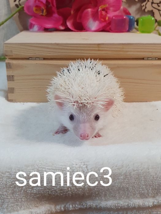 Jeż pigmejski Jeż afrykański