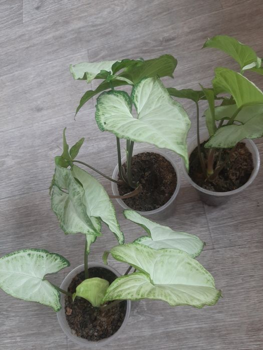 Сингоніум, 3 вазони