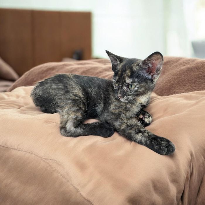 Gatinha para adoção responsável