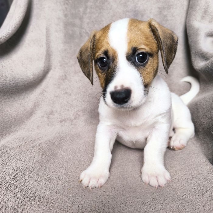 Хлопчик Джек Рассел