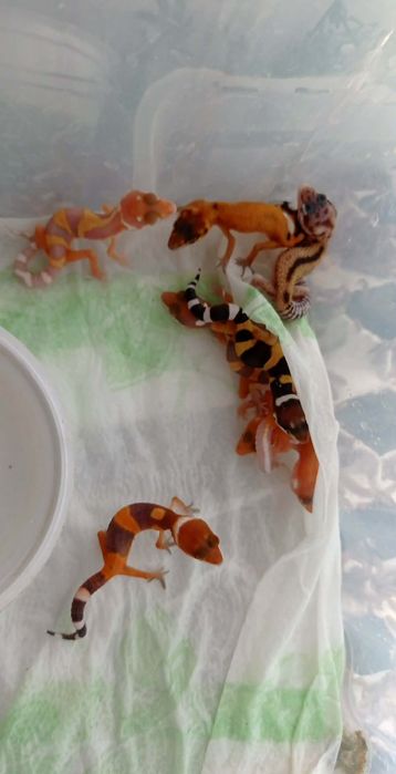 Promocja!!Młode gekony lamparcie! Sklep zoologiczny Pawik Karolina Park Piętro 1