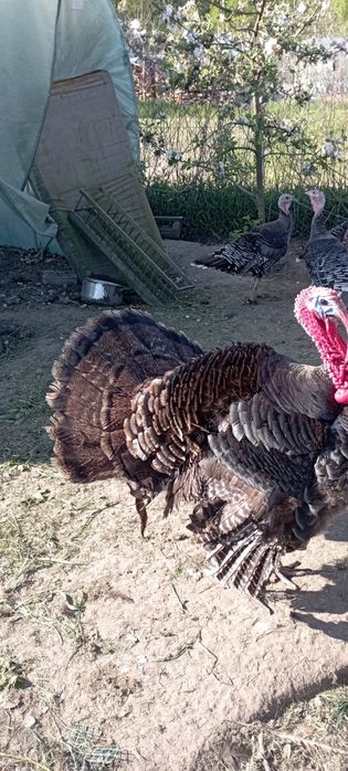 Jajka lęgowe indycze i perliczek