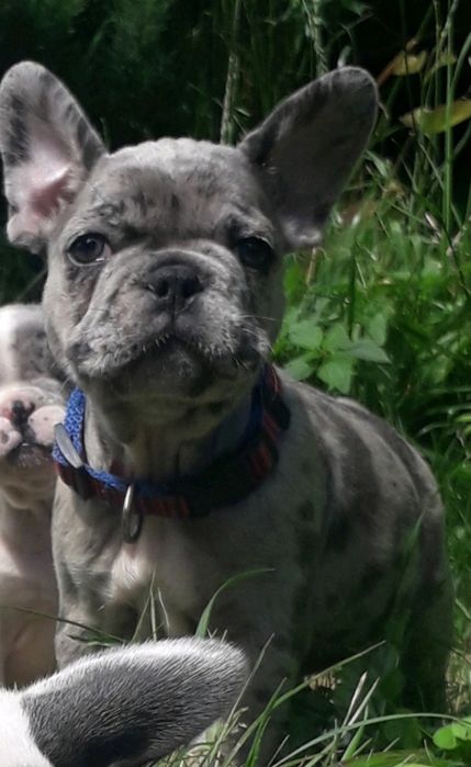 Продажа,Вязка французский бульдог мэрле