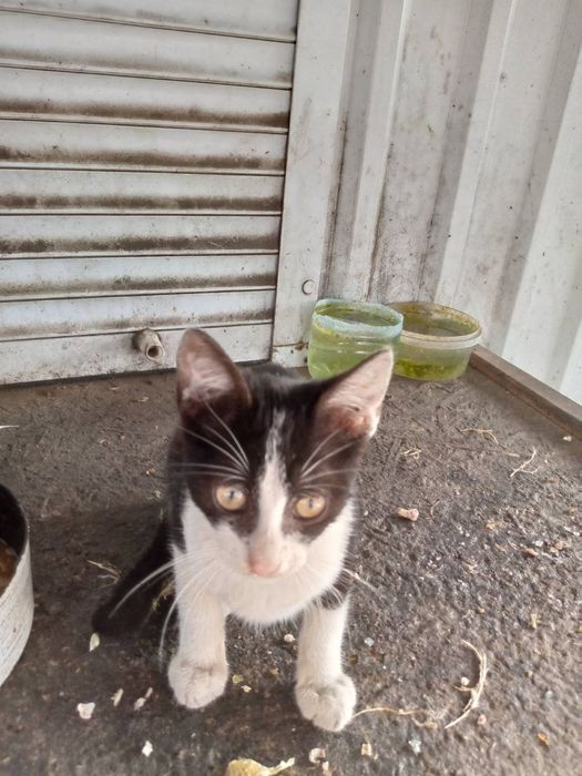 Віддам кошенят тільки в добрі руки