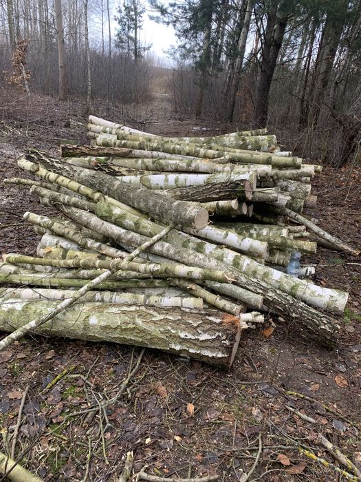 Drzewo kominkowe opałowe