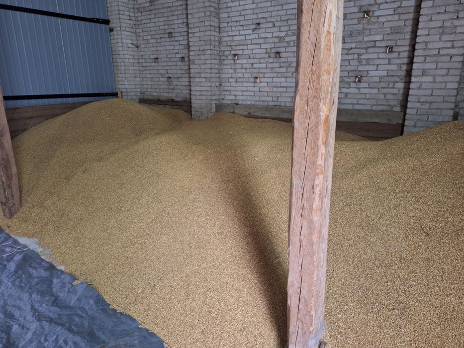 Jęczmień ozimy Sandra