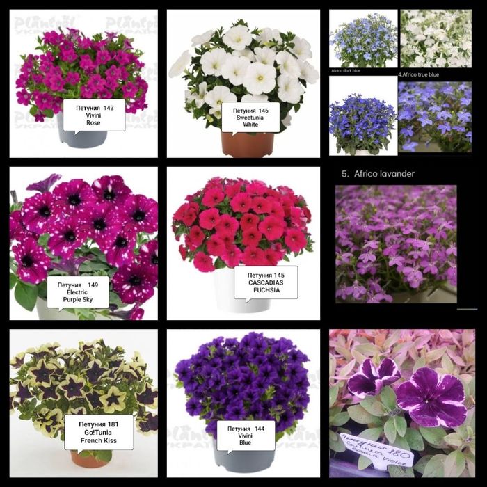 Петуния сурфиния петхоа