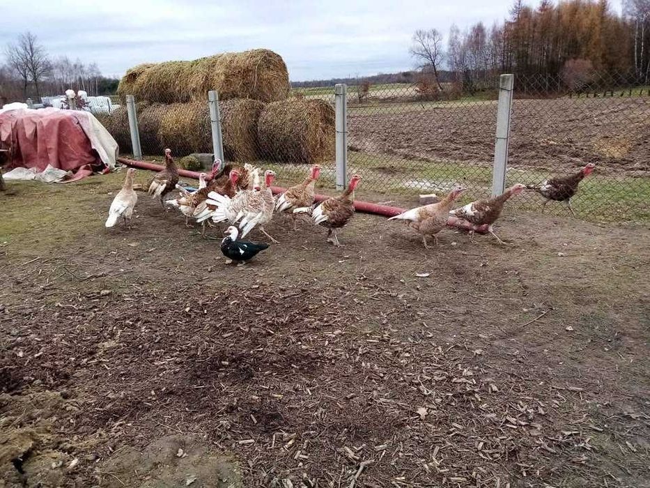 Indyki Gęsi  Pary Lęgowe Pojedyncze  Sztuki Półtusze