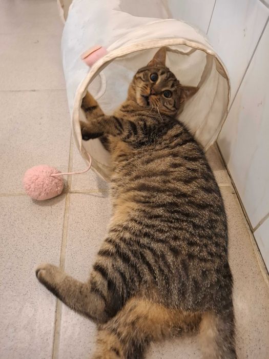 Mały rozrabiaka Kardamon szuka kochającego domu