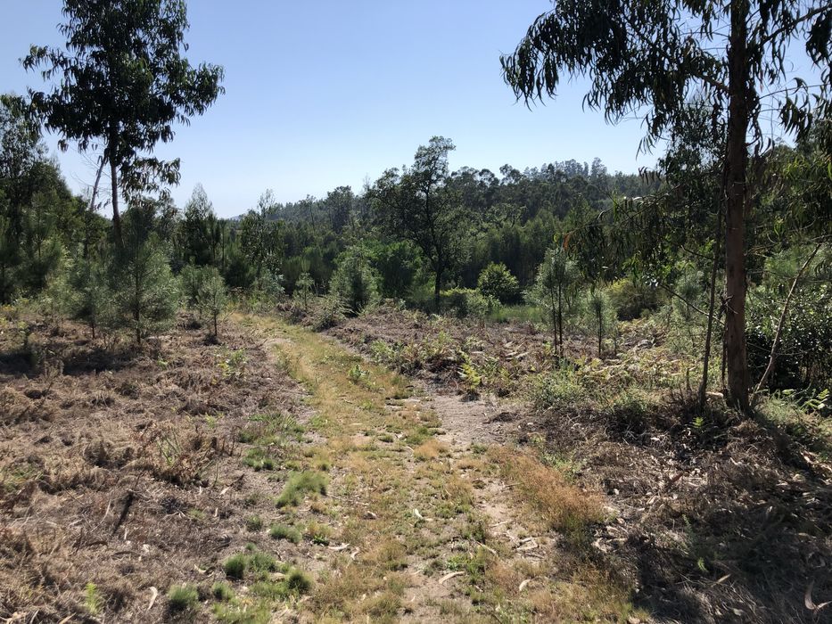 Venda Terreno rústico com mais de 2600 m2- Terra Feita Sao pedro d’arc
