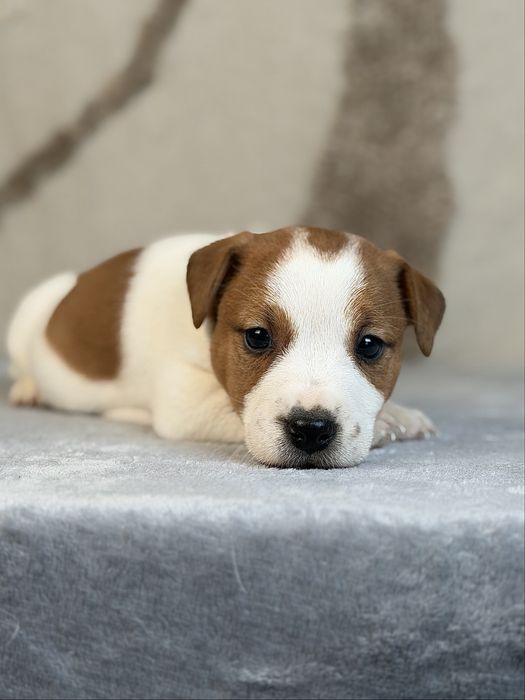 Piesek gladkowlosy Jack Russell terrier ZKWP/FCI