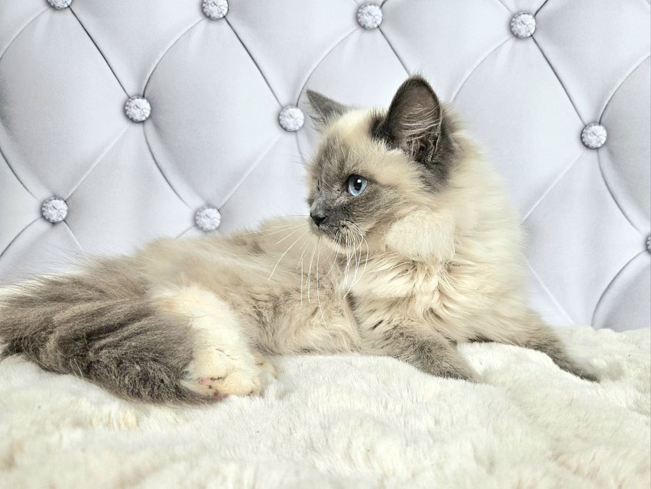 Ragdoll WCF kocurek Gero