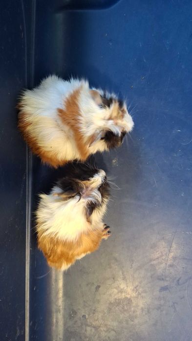 Продаж Морської Свинки