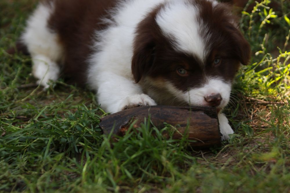 Owczarek Amerykański Miniaturowy MAS red merle minimal