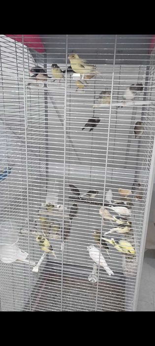 Lote De Canários venda