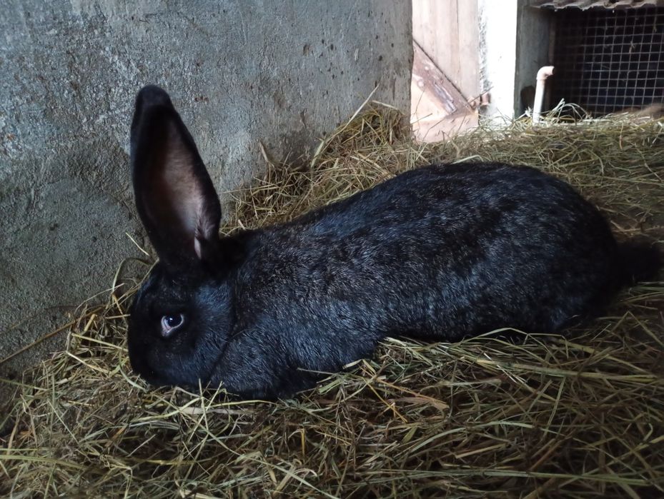 Sprzedam króliki olbrzym belgijski