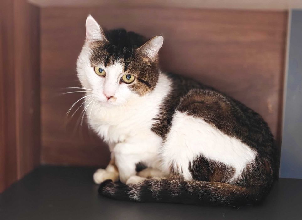 Лагідна домашня киця Жасміна, 3 роки //  кішка  кіт  кошеня