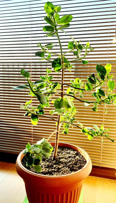 Kwiatek Kluzja roślina Clusia Rosea  Princess  - piękna zdrowa tanio!