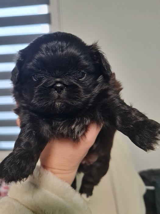 Пекінес королівський міні