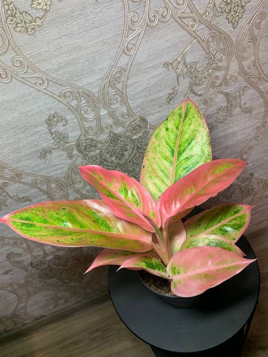 Аглаонема Salmon Fantasy
