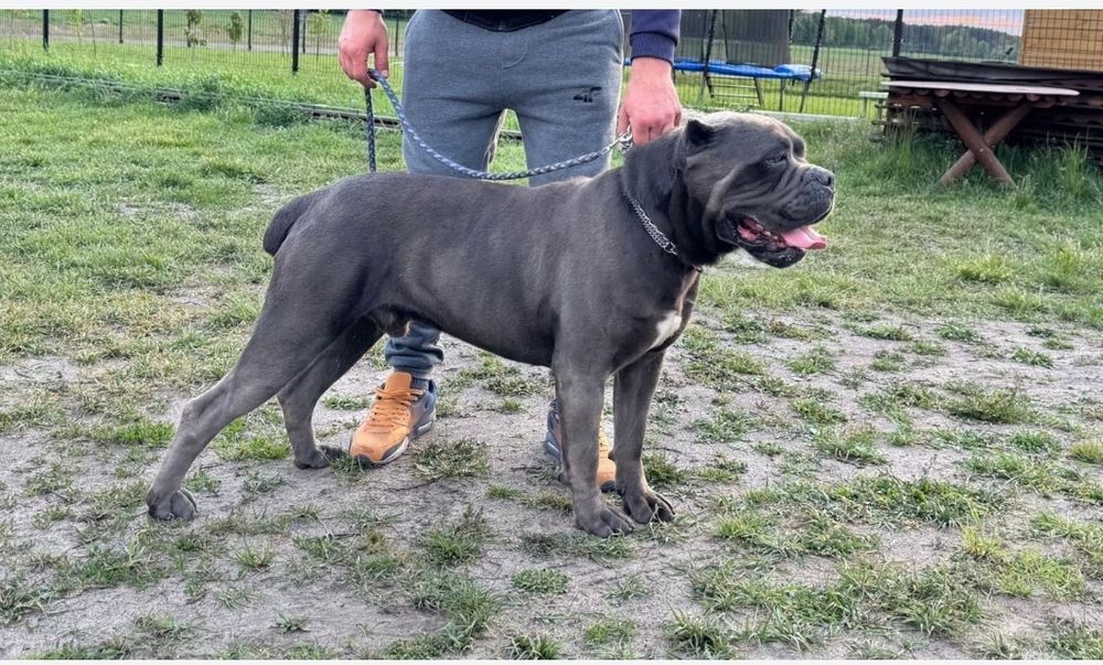 Cane Corso  Itsliano rezerwacja