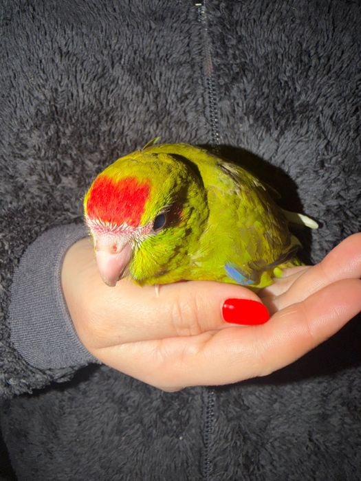 Agapórnis Kakariki Piriquitos domesticados.