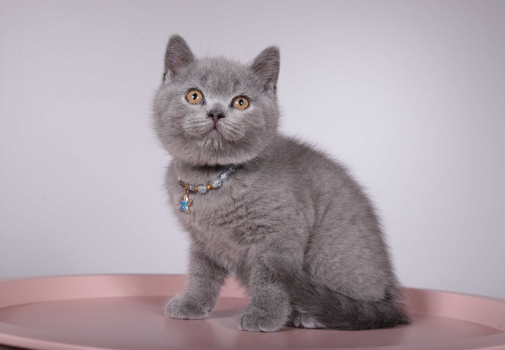 Британский короткошерстный котёнок голубого окраса Foster