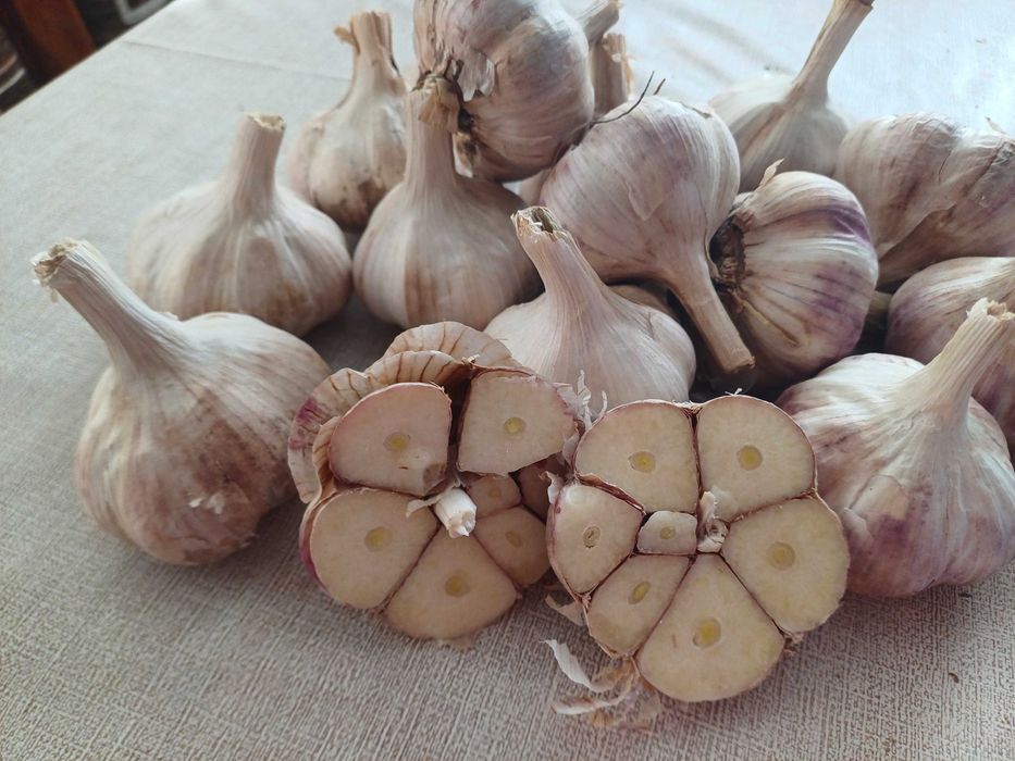 Czosnek zimowy Harnaś