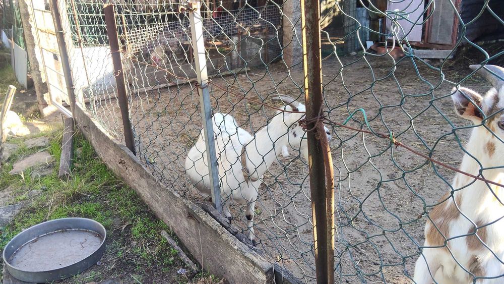 Cabras de criaçao