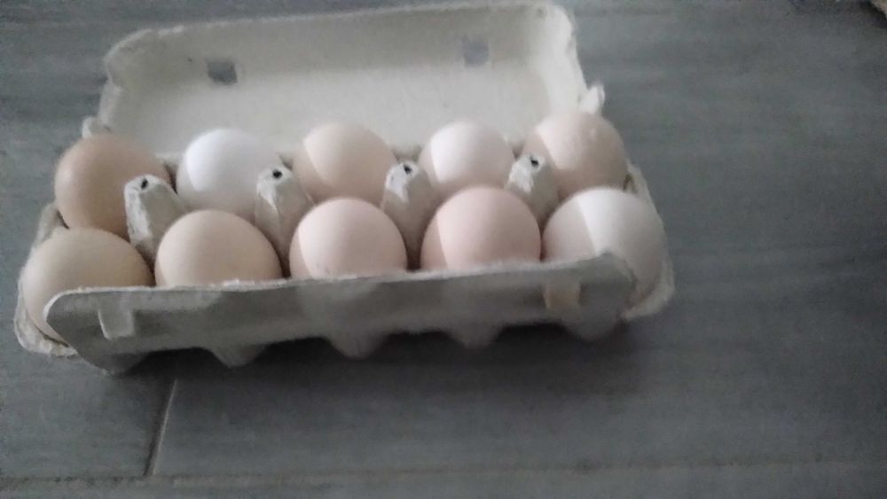 `Jajka od kur z wiejskiego wybiegu. 1,3 ; 1,5 zł