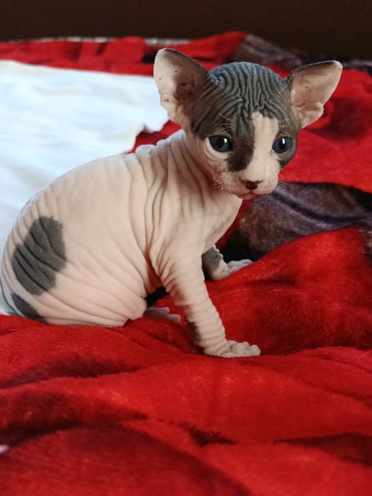 Канадський сфінкс