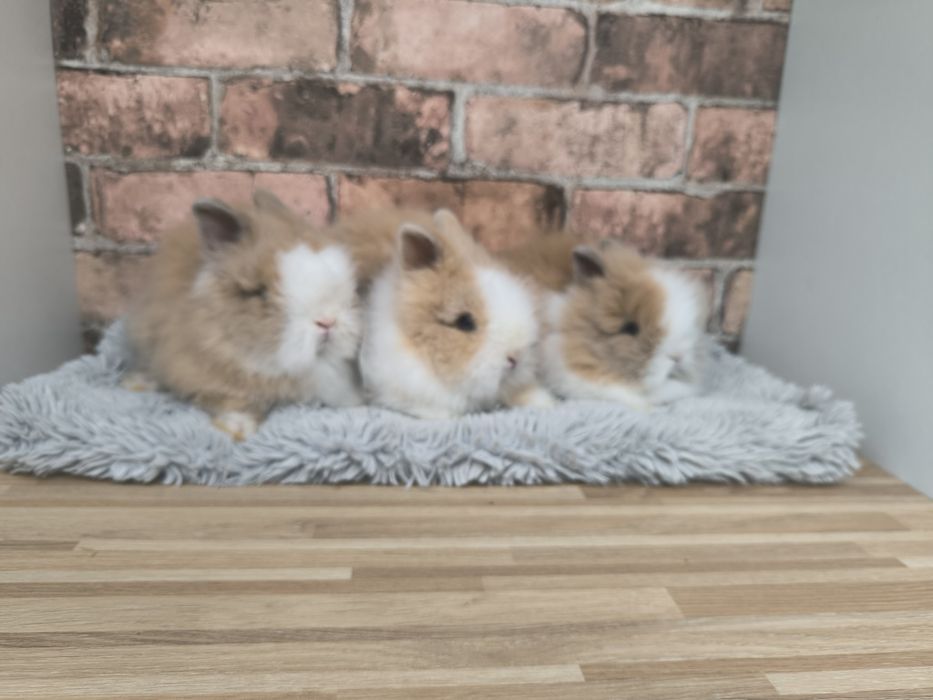 Króliczki karzełki Teddy mini króliki metryka