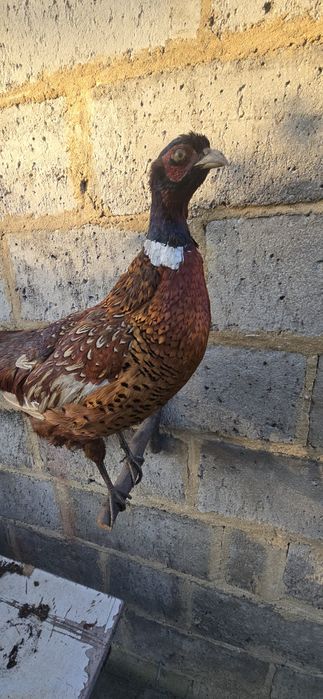 Bażant wypchany, wyprawiony