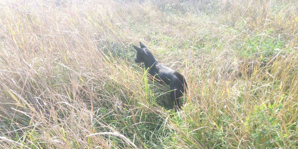 Ищем дом для собачки