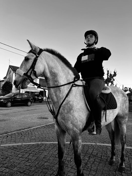 Égua cruzada Lusitano