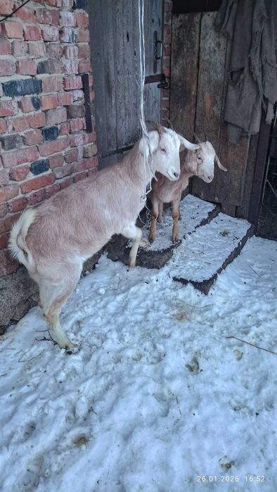 Англонубійські козички.