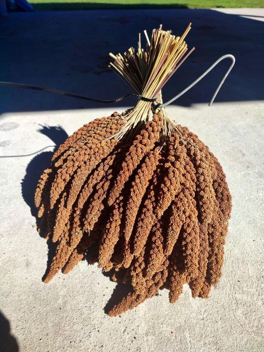 Proso senegalskie 20kg klosy czerwone