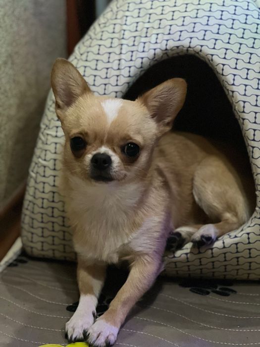 Хлопчик чихуахуа міні