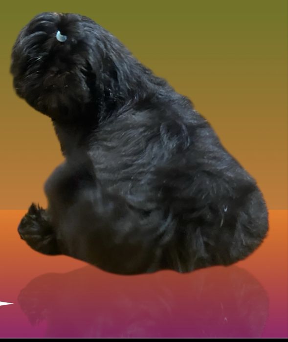 Sprzedam sunie rasy shih tzu ZKwP FCI