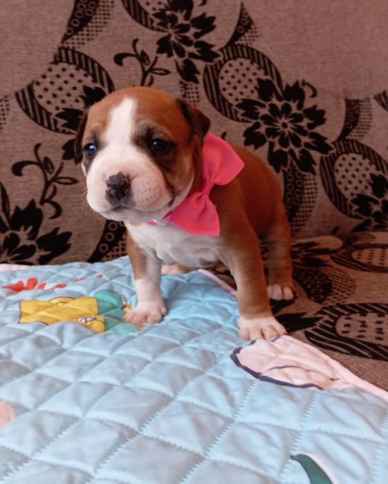 American  Staffordshire Terrier