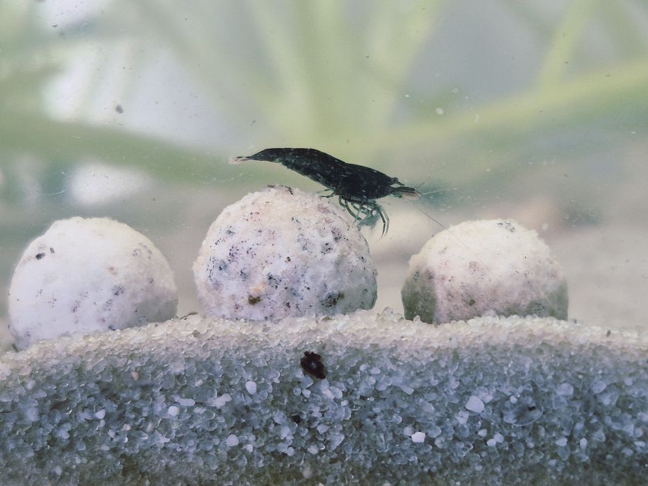 Neocaridinas/camarões Blue Dream