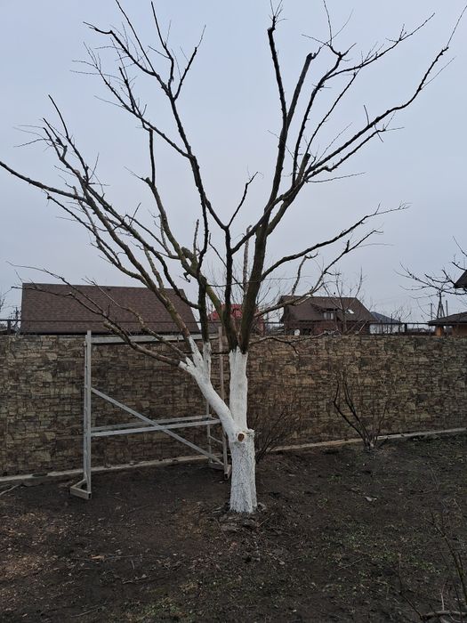 Обрізка плодових , спил дерев будь-якої складності