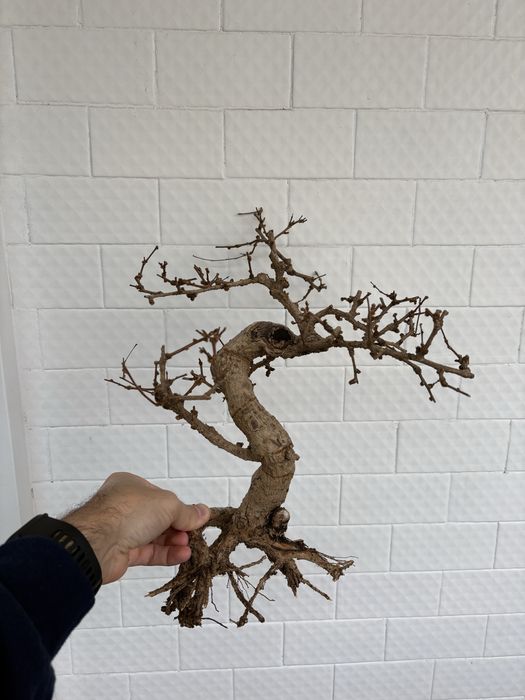Tronco bonsai aquario